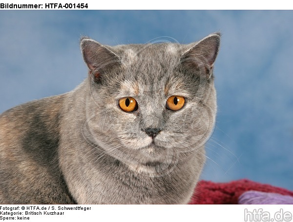 Britisch Kurzhaar / british shorthair / HTFA-001454