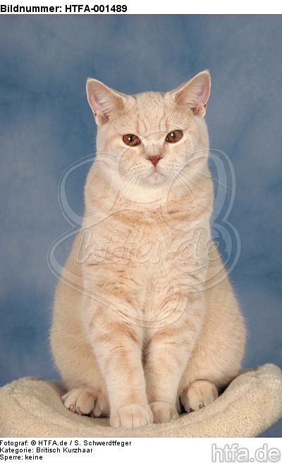 Britisch Kurzhaar / british shorthair / HTFA-001489