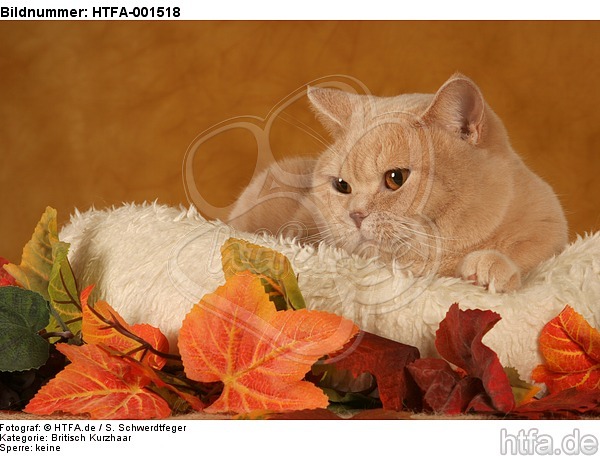 Britisch Kurzhaar / british shorthair / HTFA-001518