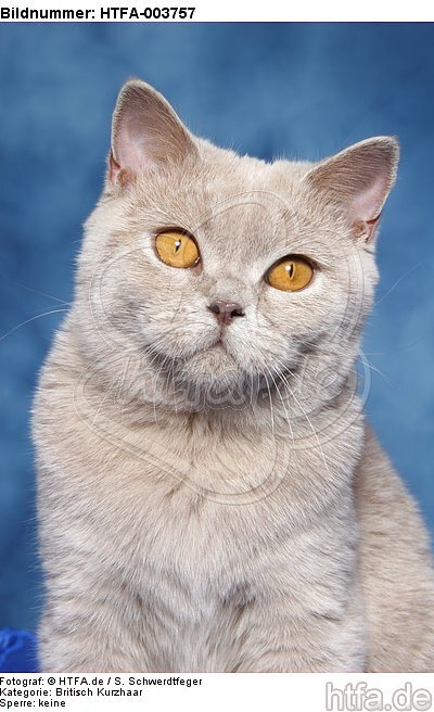 Britisch Kurzhaar / british shorthair / HTFA-003757