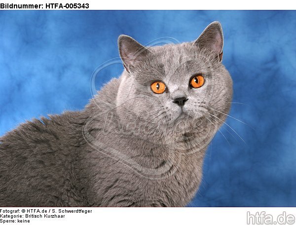 Britisch Kurzhaar / british shorthair / HTFA-005343