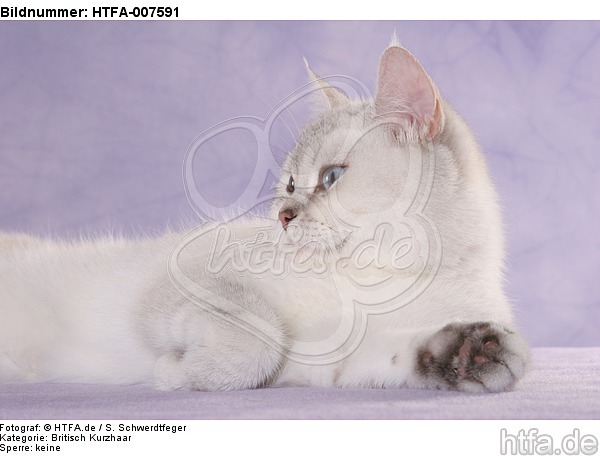 Britisch Kurzhaar / british shorthair / HTFA-007591