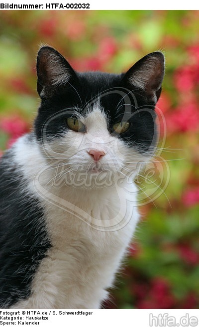 Hauskatze / domestic cat / HTFA-002032