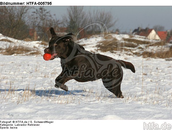 Labrador Retriever / HTFA-005795