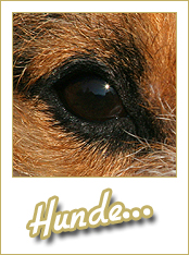 Hunde