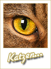 Katzen