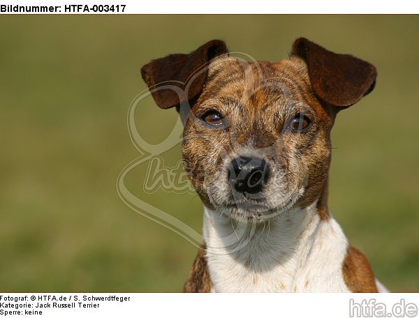 Jack Russell Terrier / HTFA-003417