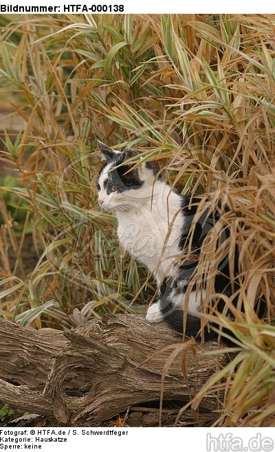 sitzende Hauskatze / sitting domestic cat / HTFA-000138