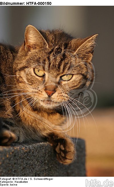 Hauskatze im Abendlicht / domestic cat / HTFA-000150