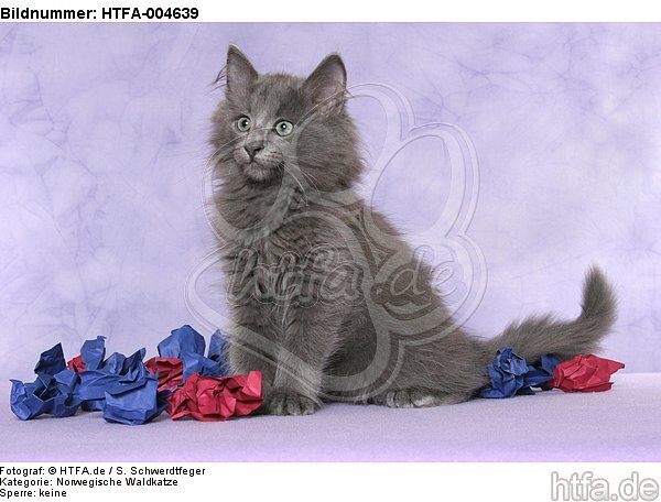 Norwegische Waldkatze Kätzchen / norwegian forestcat kitten / HTFA-004639