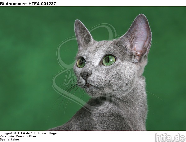 Russisch Blau / russian blue / HTFA-001237