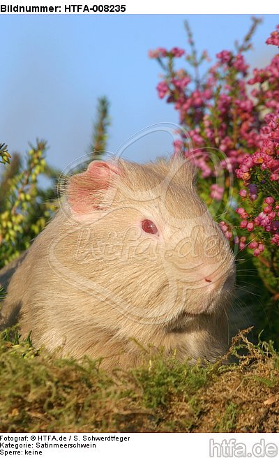 Satinmeerschwein / guninea pig / HTFA-008235