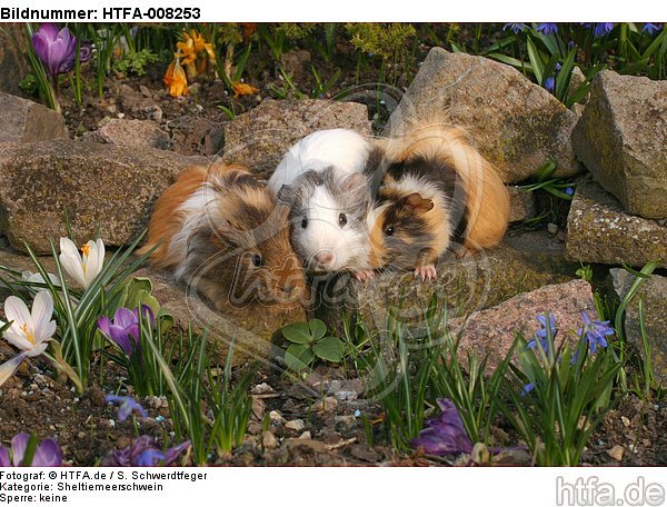 3 Meerschweine / 3 guninea pigs / HTFA-008253