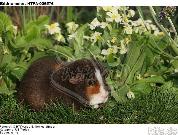 US-Teddy / HTFA-006576