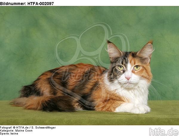 Maine Coon / HTFA-002097