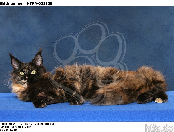 Maine Coon / HTFA-002106