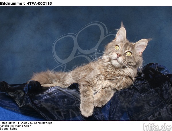 Maine Coon / HTFA-002115
