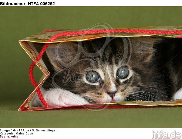 Maine Coon Kätzchen / maine coon kitten / HTFA-006262