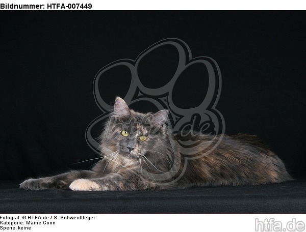 Maine Coon / HTFA-007449