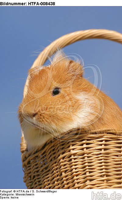 Meerschwein / guninea pig / HTFA-008438