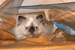 Perser Colourpoint Kätzchen / persian colourpoint kitten
