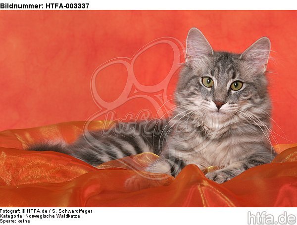 Norwegische Waldkatze / norwegian forestcat / HTFA-003337