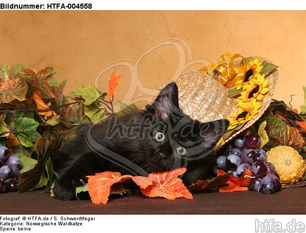 Norwegische Waldkatze Kätzchen / norwegian forestcat kitten / HTFA-004558