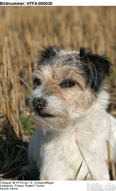 Parson Russell Terrier Portrait / HTFA-000030