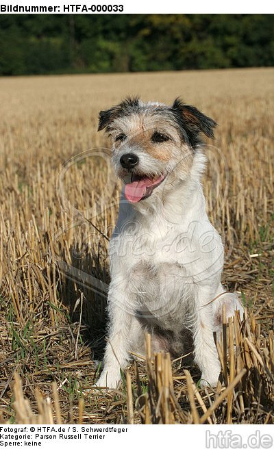 sitzender Parson Russell Terrier / sitting PRT / HTFA-000033
