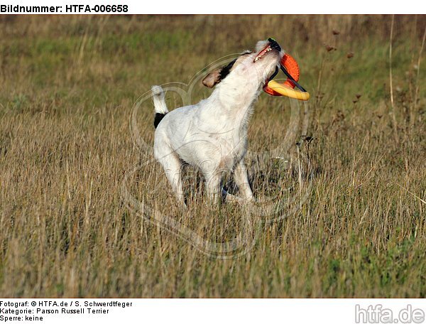 Parson Russell Terrier / HTFA-006658