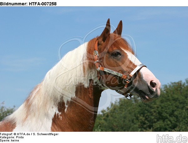 Pinto Hengst / pinto stallion / HTFA-007258