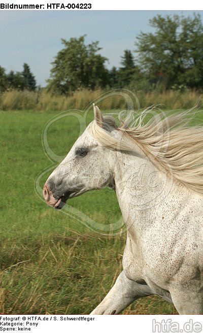 Pony / HTFA-004223