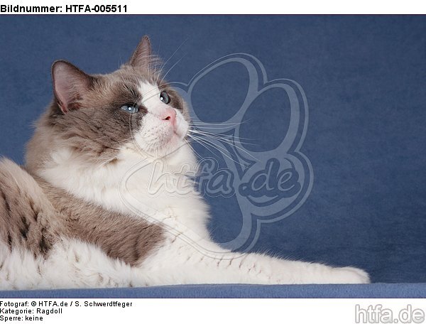 Ragdoll / HTFA-005511