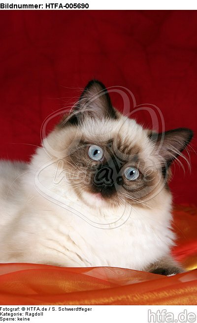 Ragdoll / HTFA-005690