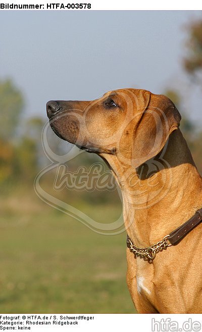 Rhodesian Ridgeback / HTFA-003578