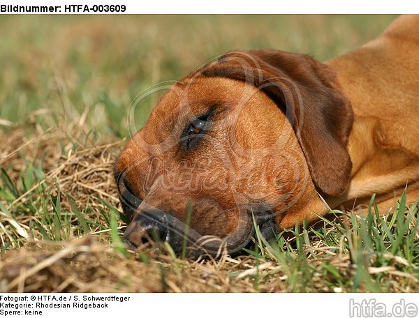Rhodesian Ridgeback / HTFA-003609