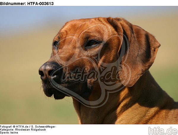 Rhodesian Ridgeback / HTFA-003613