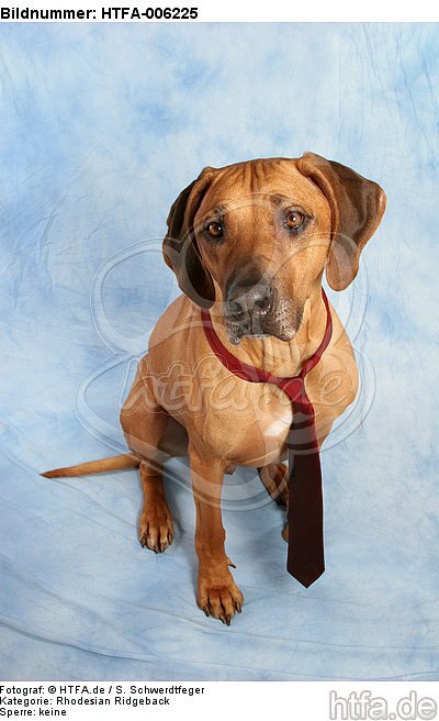 Rhodesian Ridgeback / HTFA-006225