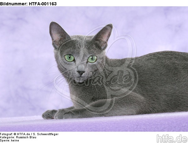 liegende Russisch Blau / lying russian blue / HTFA-001163