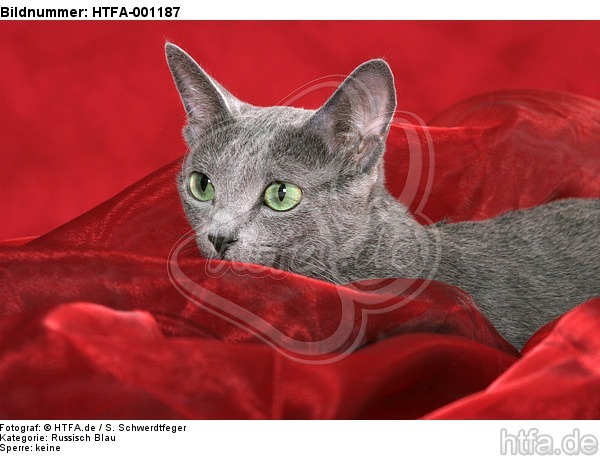 Russisch Blau Portrait / russian blue portrait / HTFA-001187