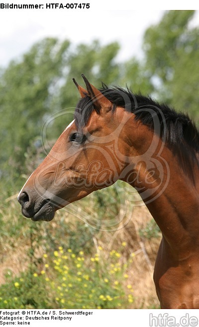 Deutsches Reitpony / pony / HTFA-007475