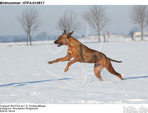 rennender Rhodesian Ridgeback / running Rhodesian Ridgeback / HTFA-010517