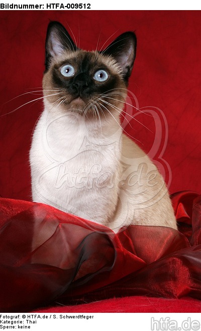 sitzende Thaikatze / sitting thai / HTFA-009512