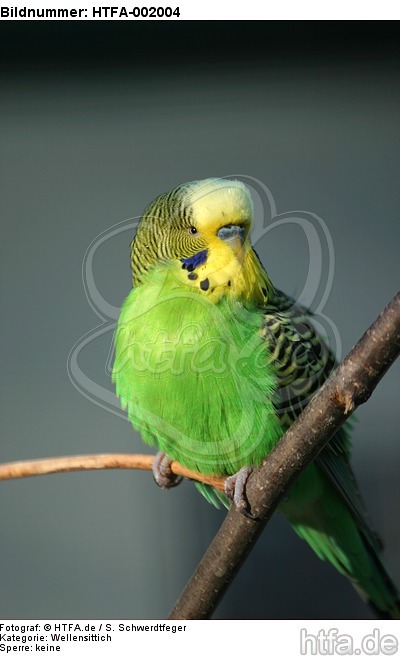 Wellensittich / budgie / HTFA-002004
