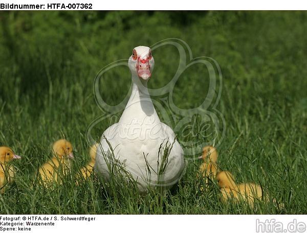 Warzenenten / muscovy ducks / HTFA-007362